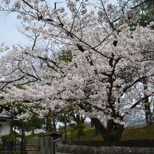 ソメイヨシノがきれいでした。
