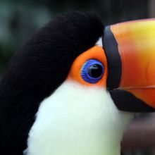 器用なオオハシ