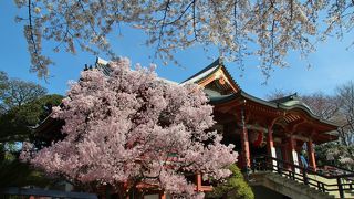 目黒不動で花見