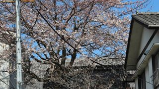 海福寺四脚門と桜