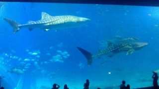 キングオブ水族館！巨大なジンベエザメもマンタも優雅に泳ぐ巨大水槽！