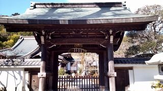 樹齢370年のしだれ桜　汲沢山宝寿院