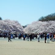 上野公園の桜は国立博物館側からがおすすめ