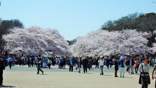 上野公園の桜は国立博物館側からがおすすめ