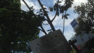 この木を前にしてモレル氏の志を偲ぶ。