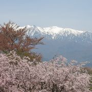 桜とアルプスが見えます