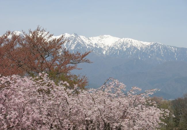 桜とアルプスが見えます