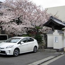 見事な満開の桜の木が境内にありました。