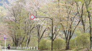 新緑、真っ盛り。