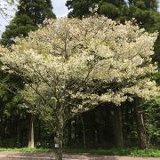 天の川が見ごろ