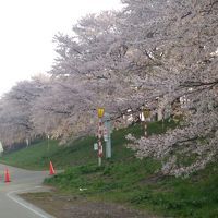 延々と続く白石川の一目千本桜