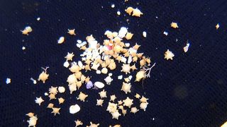 ここでは，驚きの発見があります！