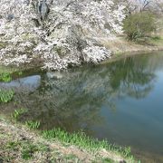 桜越しにアルプスが見えます