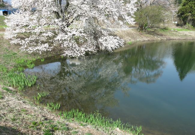 桜越しにアルプスが見えます