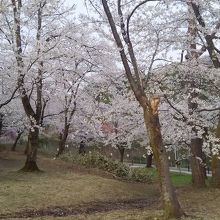 悠久山桜まつり