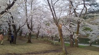 悠久山桜まつり