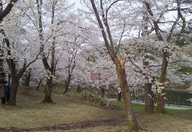 悠久山桜まつり