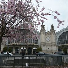 ４月初め　桜のような木が駅前に並んで花を咲かせていました