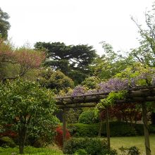 お庭を抜けていきます