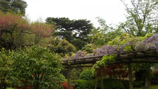 椿山荘からお散歩がてら