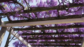 すごく長い藤棚