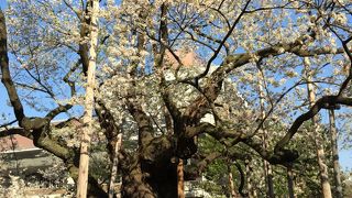 葉が出て散り始めでしたが