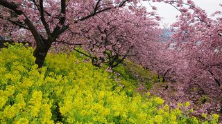 早咲き河津桜