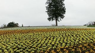 【鳥取】広い！！花がたくさん！！半日楽しめます