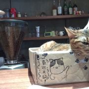 カフェ+猫