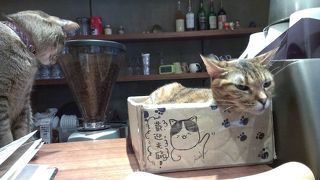 カフェ+猫