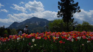 武甲山まで芝桜のじゅうたんが広がっているみたい