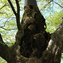 龍神木から竜がでてきそうです。