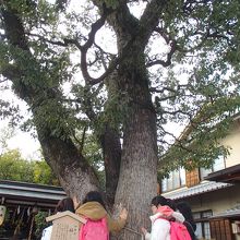 パワーを授かるというクスノキ（御神木）