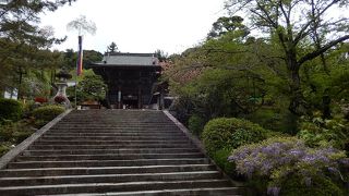 GWが見ごろかな