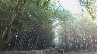 都会の中の自然