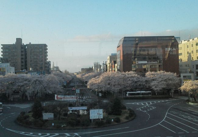 ホームから見える桜がきれいでした