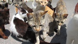 ネコとアートの島