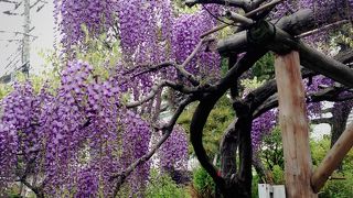 藤がすばらしいです