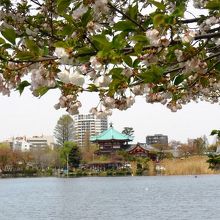 4月11日頃でもまだ桜が咲いていました。