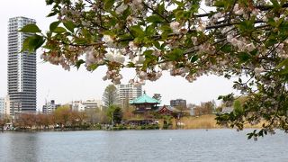 春は八重桜、夏はハスの花