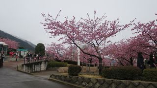 まつだ桜まつり会場