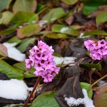 こんなきれいなお花も咲いてました