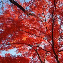 裏山の紅葉