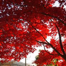 境内の紅葉