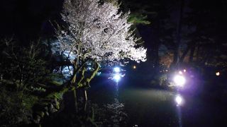 今年は４月４日から１２日まで桜期ライトアップ