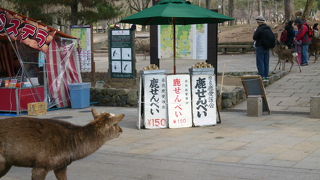 天然記念物の鹿さんです