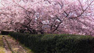 大宰府跡の桜