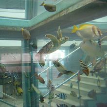 奄美のミニ水族館 By Meimei 奄美海洋展示館のクチコミ フォートラベル