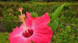 きれいな海が見れる定番観光スポット