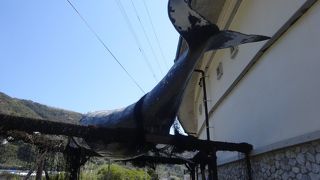 キラメッセ室戸鯨館鯨の郷 